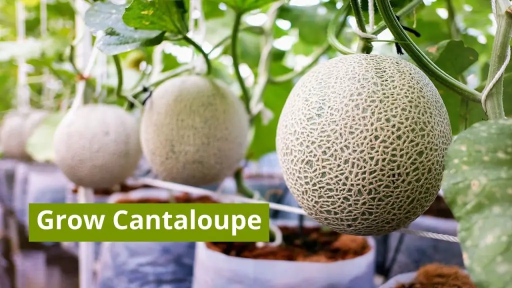 How To Grow Cantaloupe At Home 