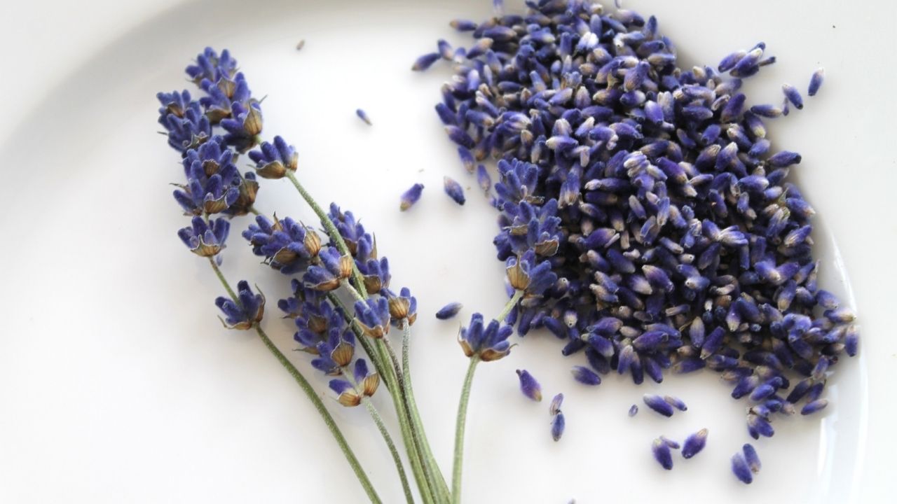 21 Effective Ways How To Grow Lavender From Seeds