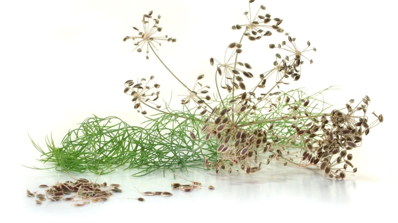 (2024) How To Grow Dill (Planting To Harvesting Dill Weed)