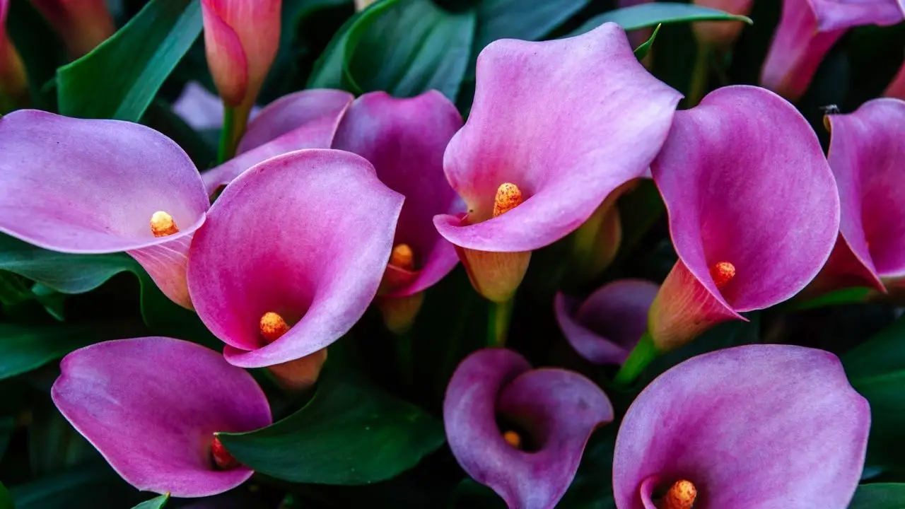 How To Care For Calla Lily Plants Indoors