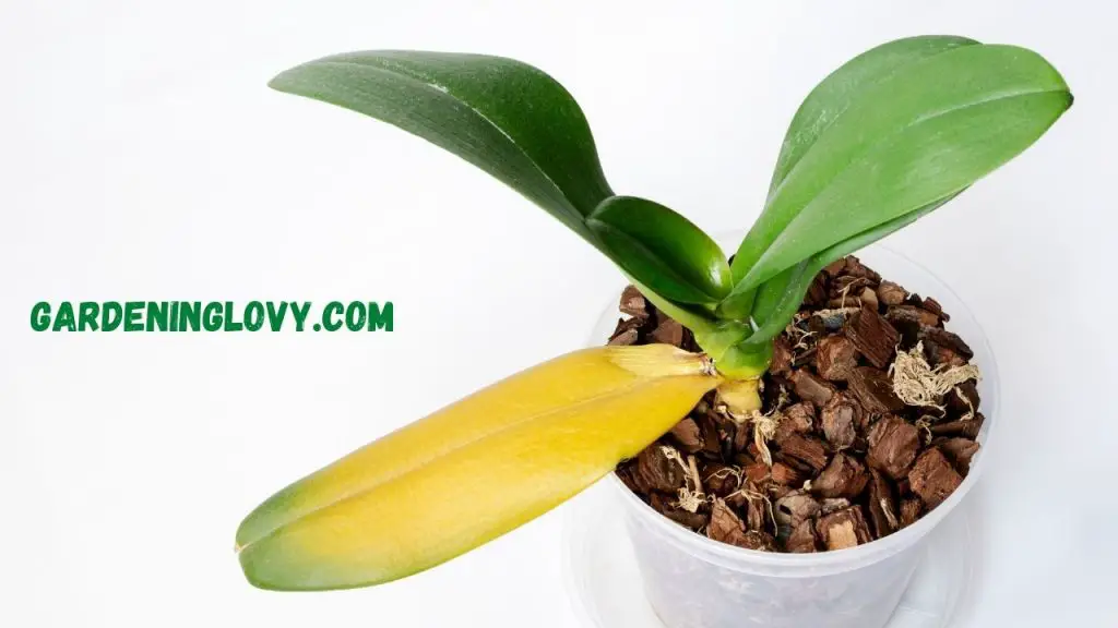 Why Orchid Leaves Turning Yellow And Wrinkled