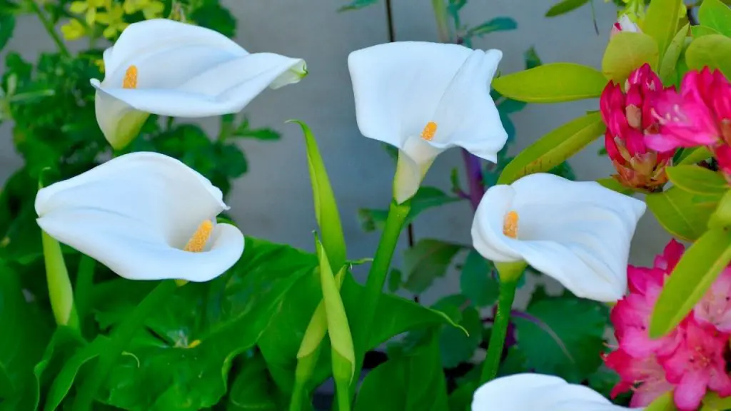 How To Care For Calla Lily Plants Indoors