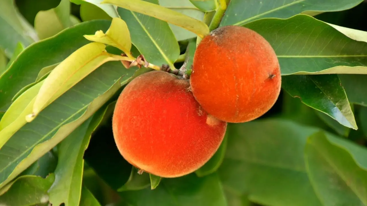 How To Grow A Peach Tree From Seed