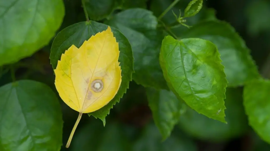 Care For A Hibiscus With Yellow Leaves 