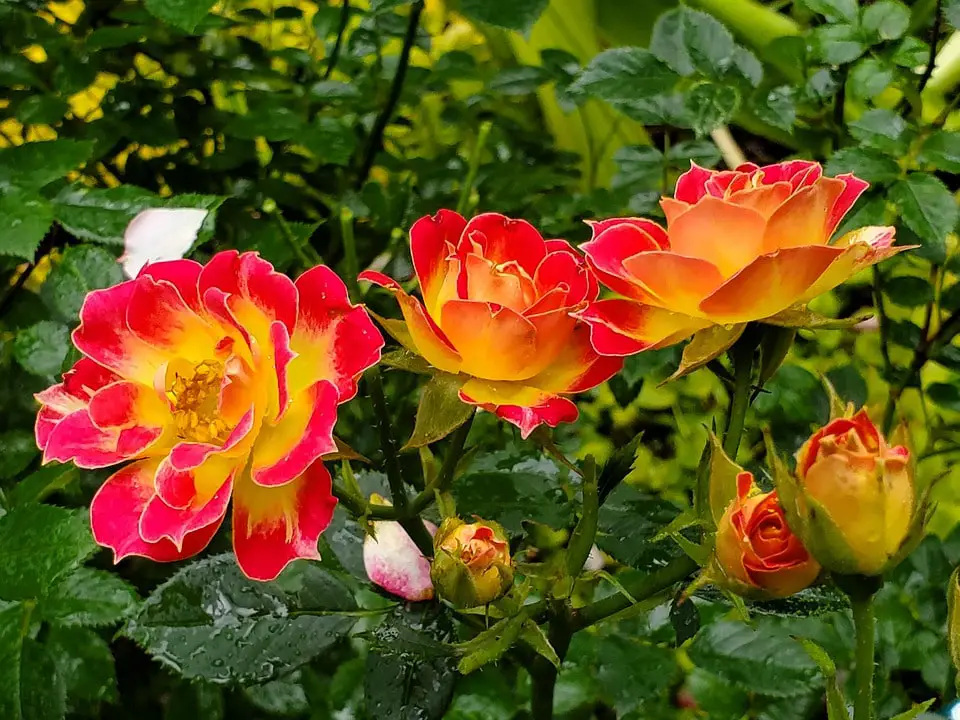 How To Care For Mini Roses