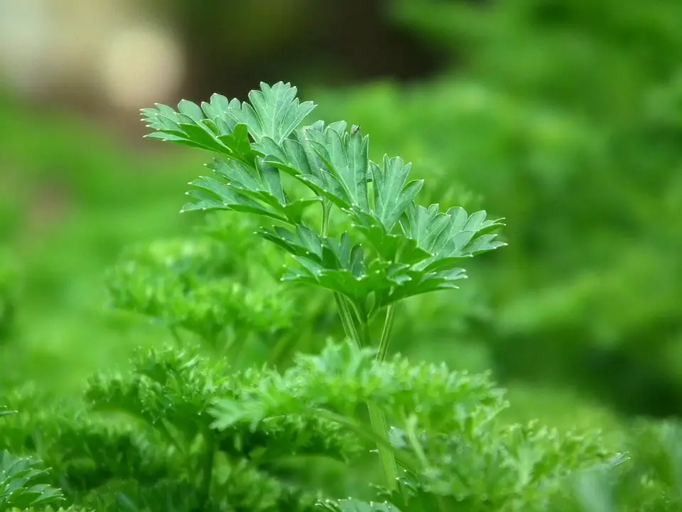 How To Harvest Parsley Without Harming The Plant