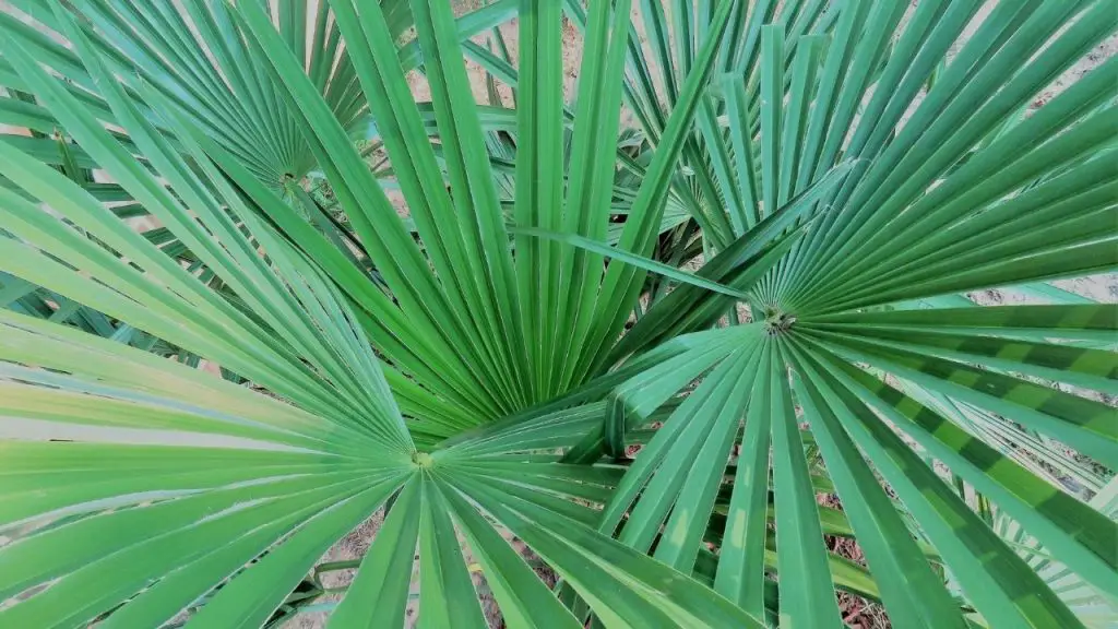 Fan Palm Tree Care And Grow Tips