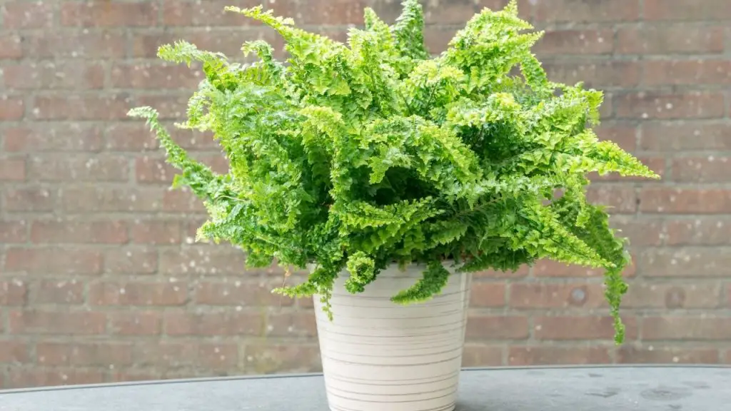 How To Care For A Fern