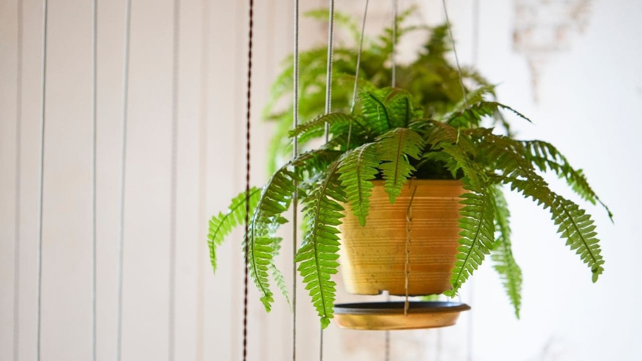 How To Care For A Fern Planting, Propagation Growing Tips