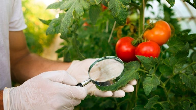 Tomato Plant Leaves Turning Yellow