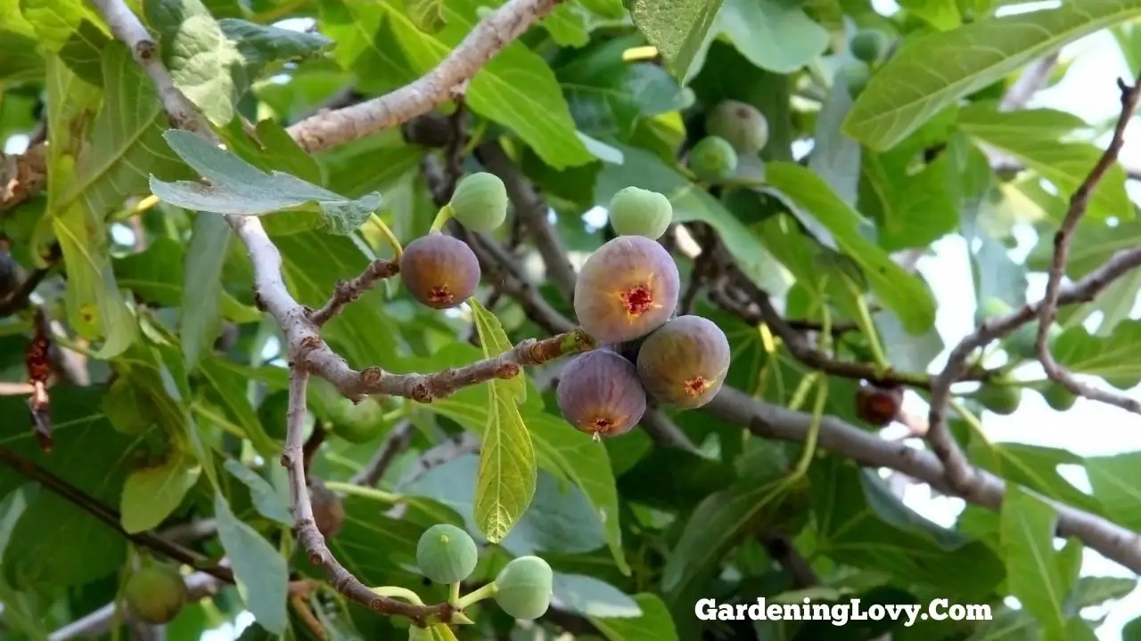 Pruning Fig Trees Tips