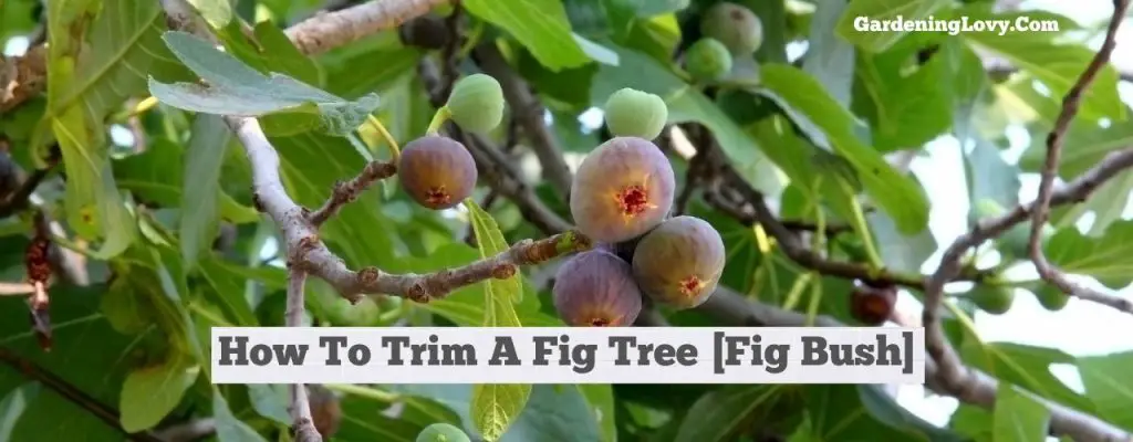 How To Trim A Fig Tree [Fig Bush]