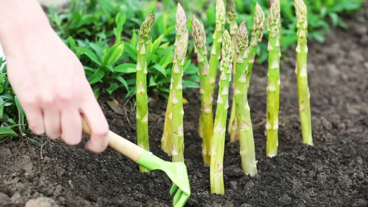 Stages Of Growing Asparagus