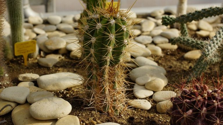 Cactus Turning Brown Tips
