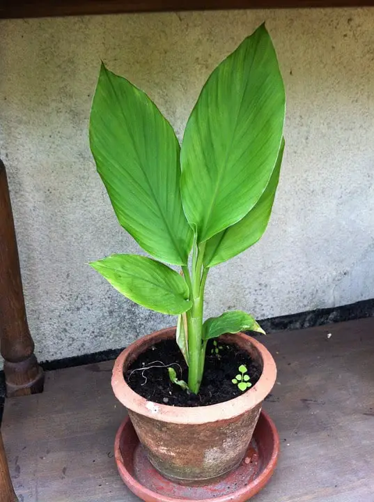 How To Grow Turmeric In Pot