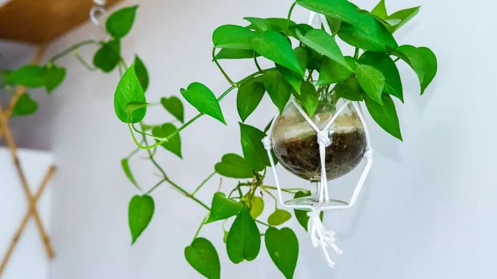 Best Indoor Hanging Plants For Direct Sunlight
