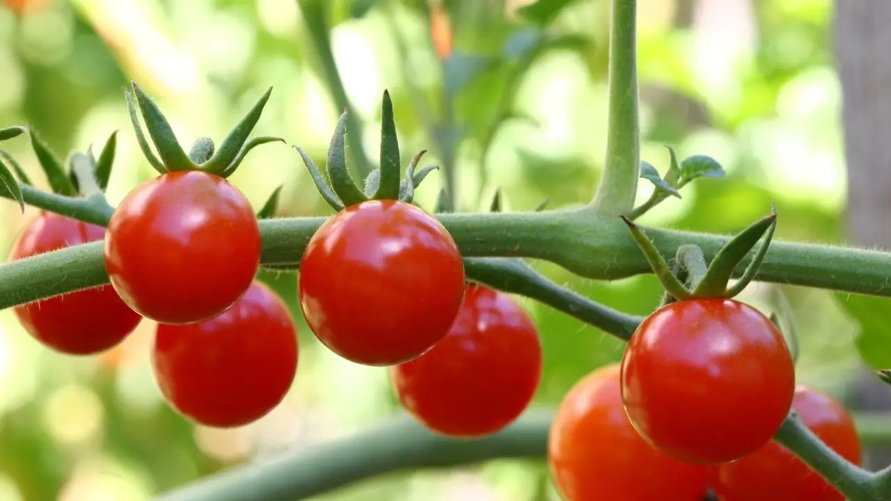 How To Grow Campari Tomatoes