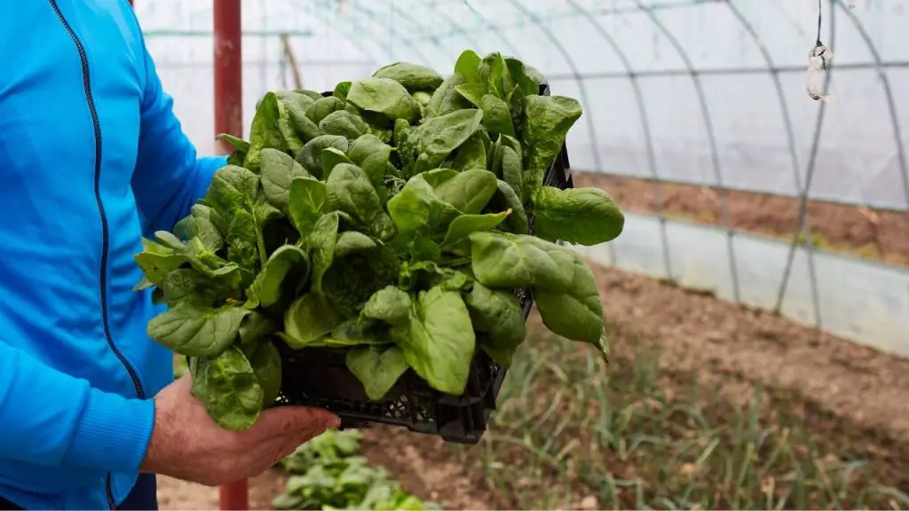How To Grow Perpetual Spinach
