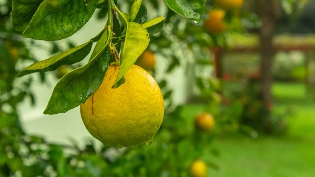 Meyer Lemon Tree Care