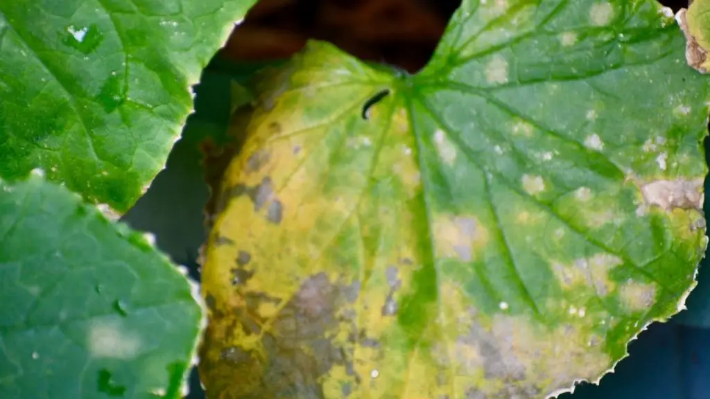 How To Treat Yellowing Cucumber Leaves