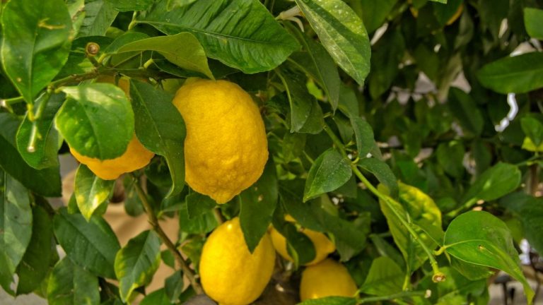 Meyer Lemon Tree Leaves Turning Yellow
