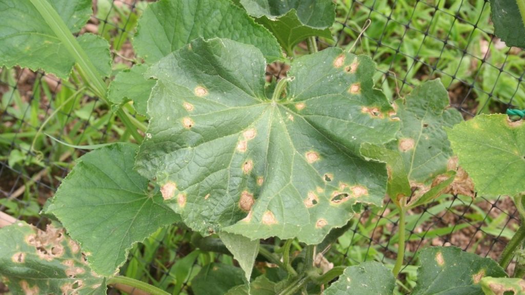 Yellow Spots on Cucumber Leaves