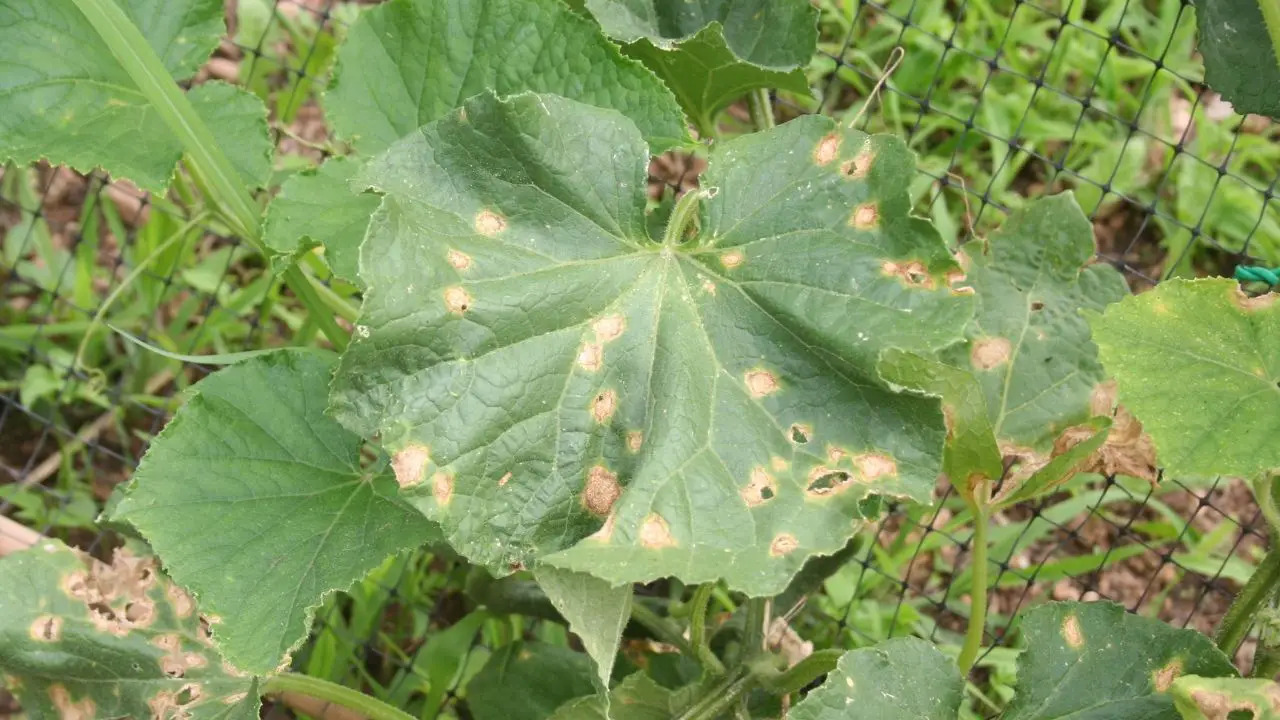 Cucumber Leaves Turning Yellow