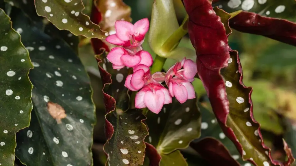 Angel Wing Begonia Dropping Leaves