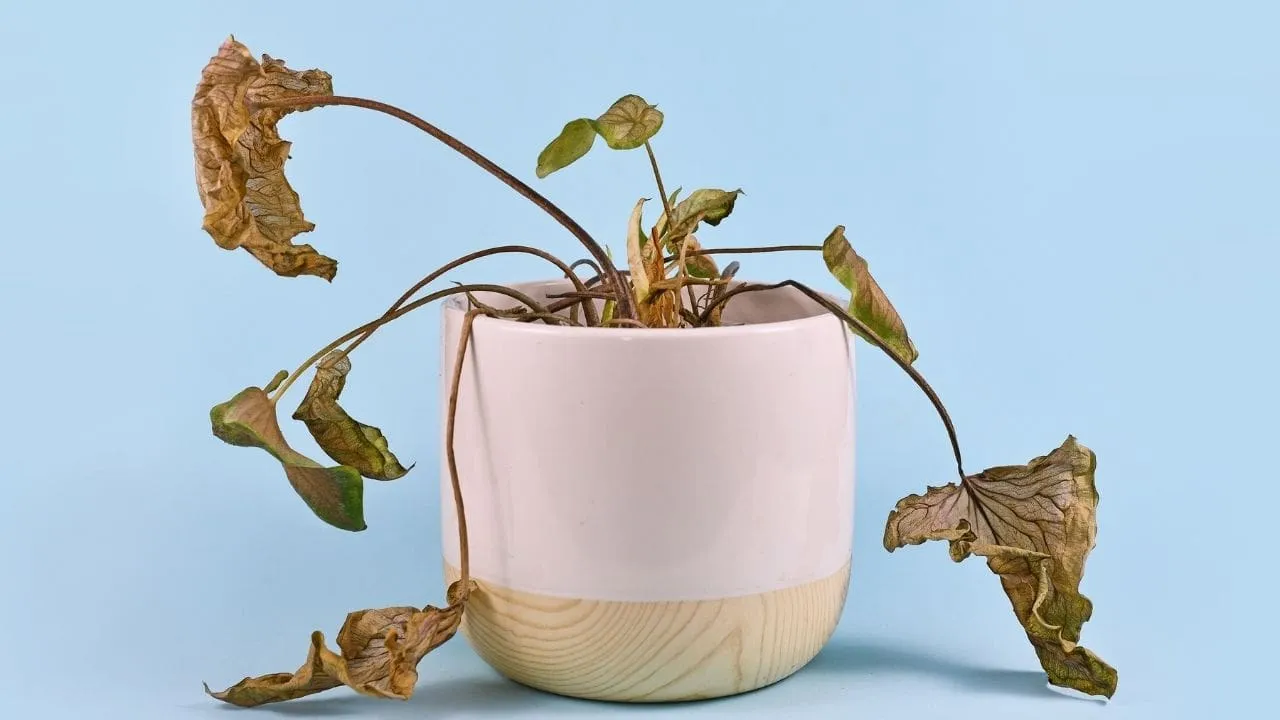 How To Revive Dying Plants