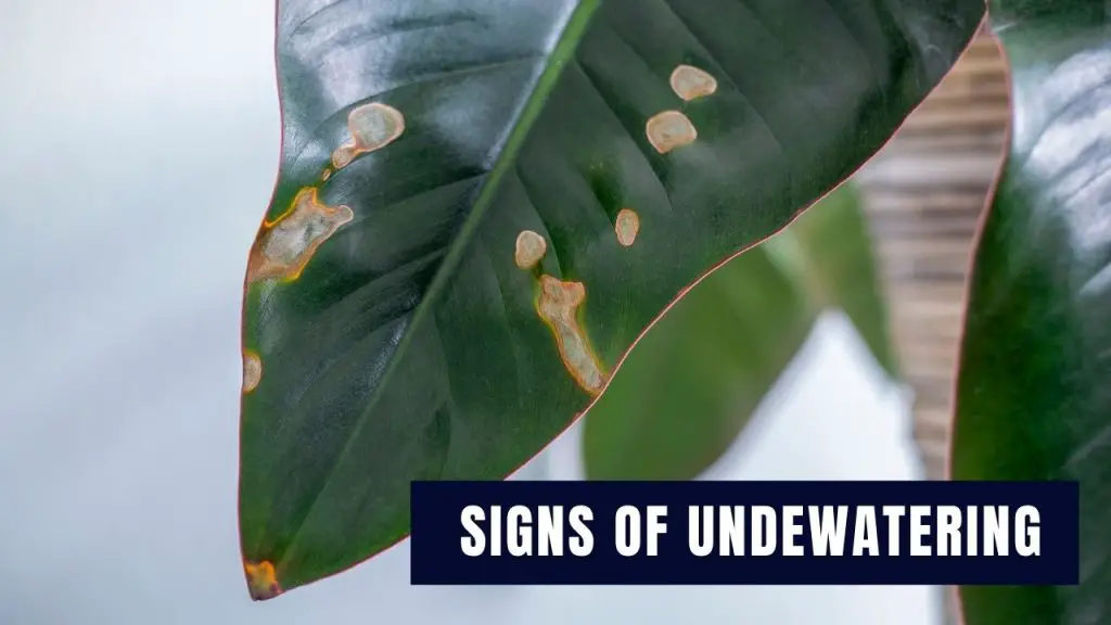Signs Of Underwatering Plants