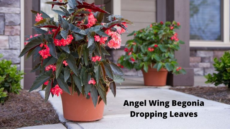 Angel Wing Begonia Dropping Leaves Angel Wing Begonia Dropping Leaves