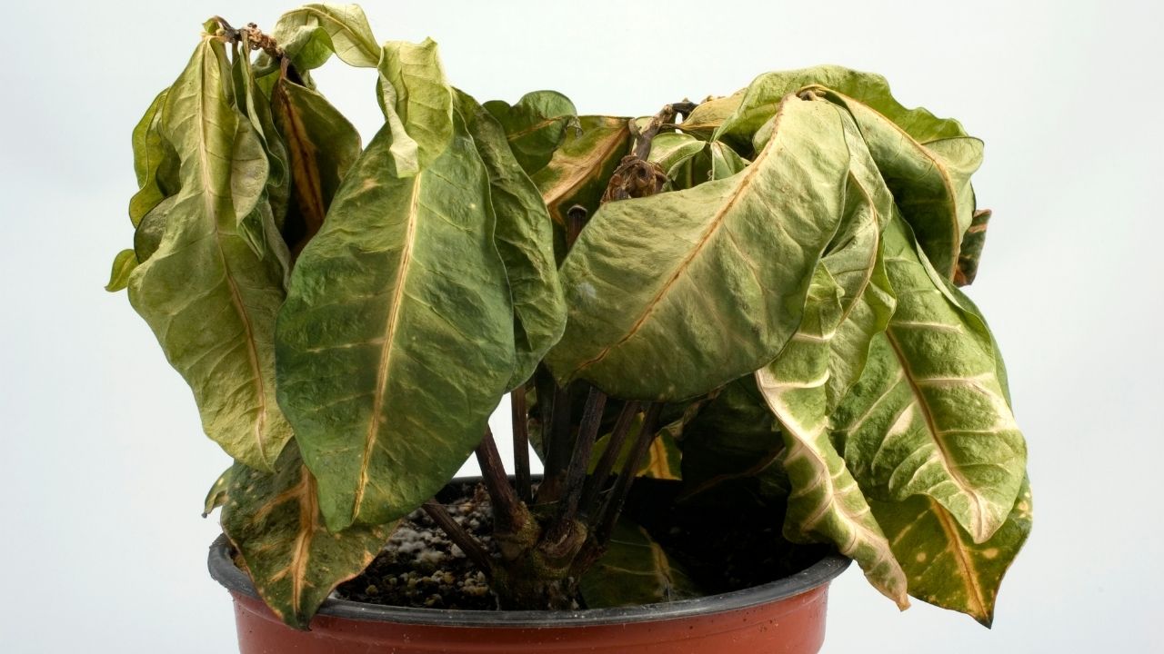 How To Revive Dying Plants Natural Hacks To Save A Plant