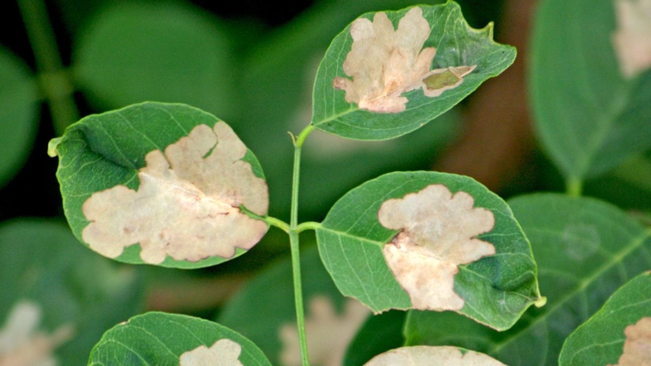 11 Reasons Why Are Fiddle Leaf Fig Leaves Falling Off?