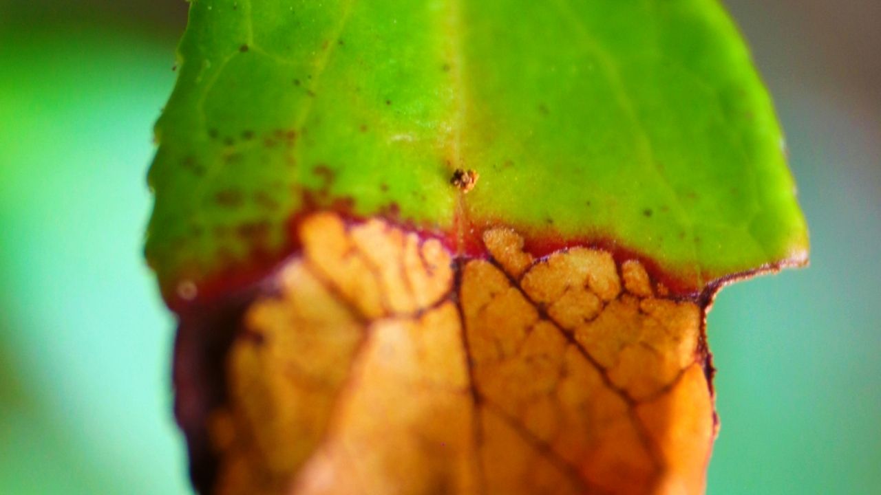 11 Reasons Why Are Fiddle Leaf Fig Leaves Falling Off?