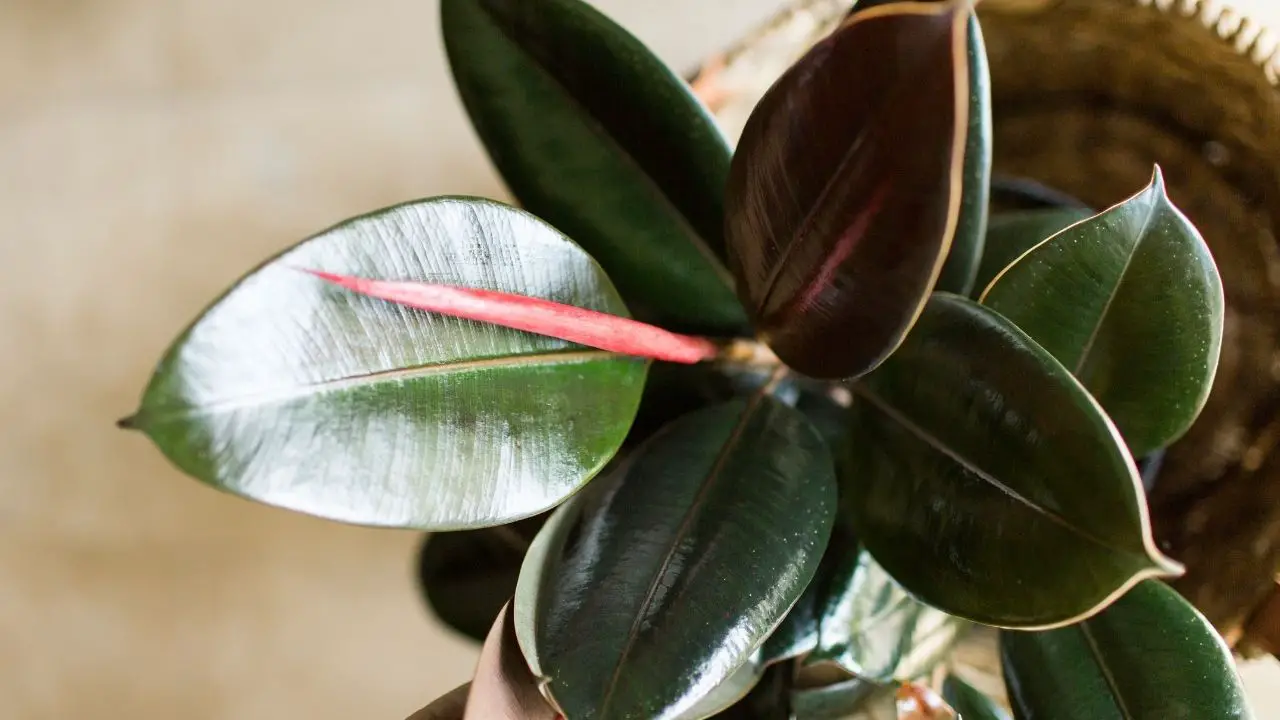 How To Prune A Potted Rubber Plant