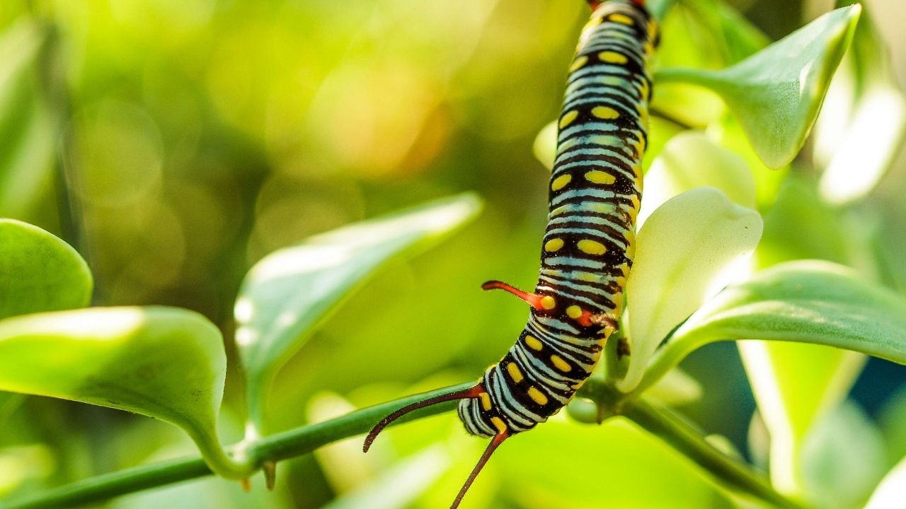 Worms In Potted Plants Types + 15 Natural Fixes For Worms