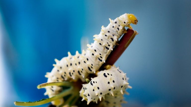 Worms In Potted Plants
