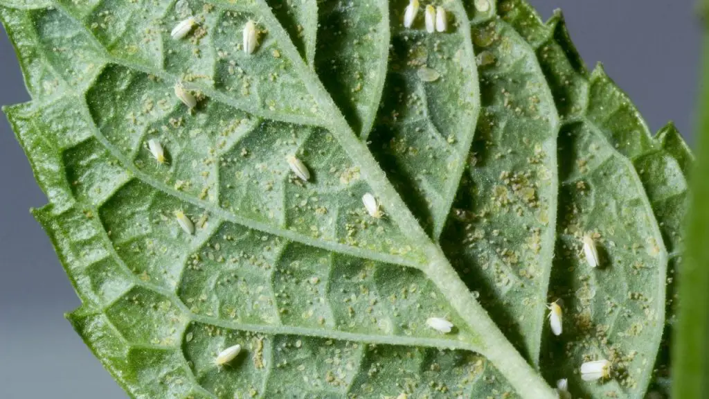 How Do Whiteflies Damage