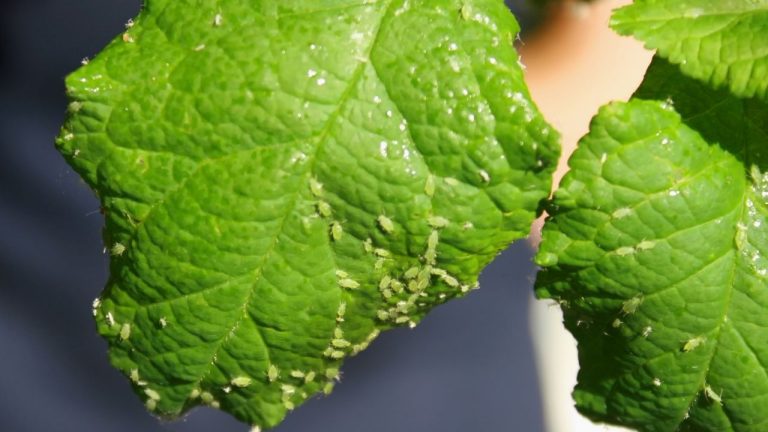 Whiteflies Home Remedy Whiteflies Home Remedy