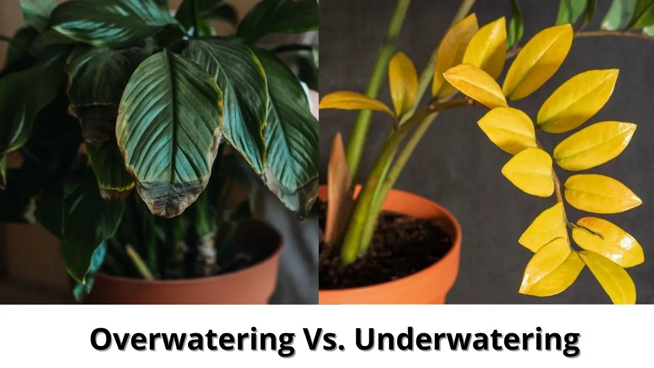 Overwatering Vs Underwatering Plants