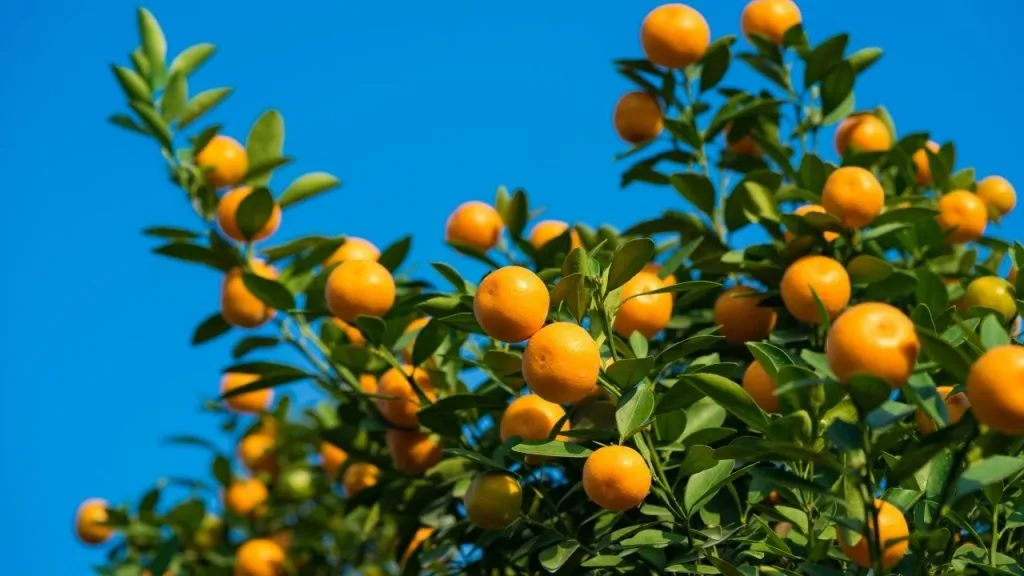 A Small Orange Fruits On The Tree