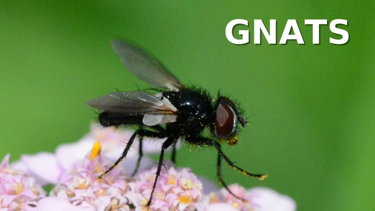 Pest Control For Gnats