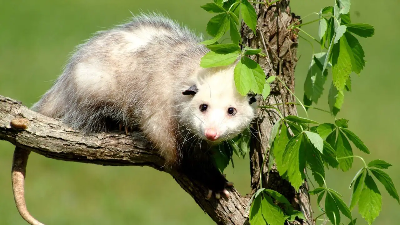 What Attracts Possums In Garden