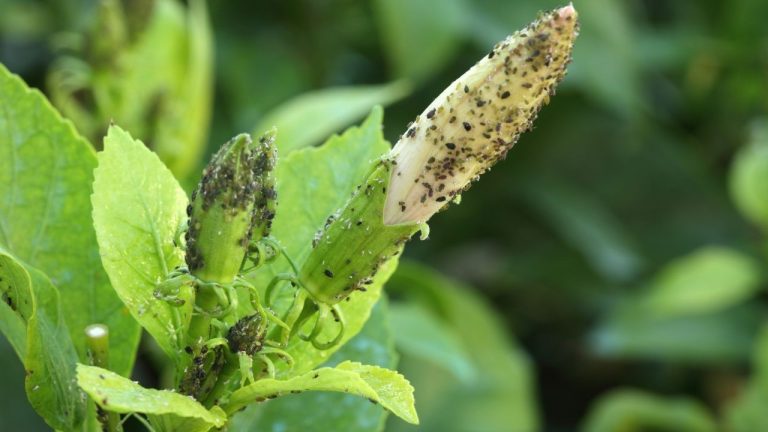 Bacterial Diseases In Plants