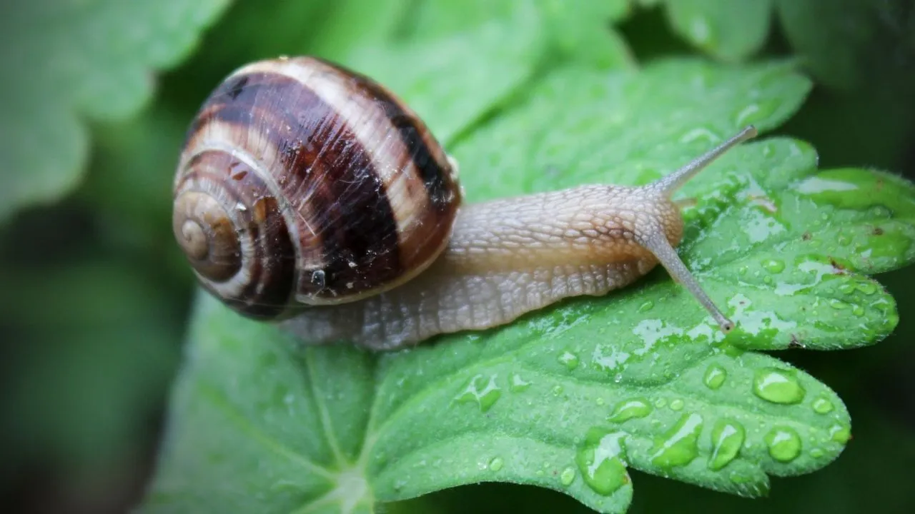 How To Get Rid Of Snails In Vegetable Garden