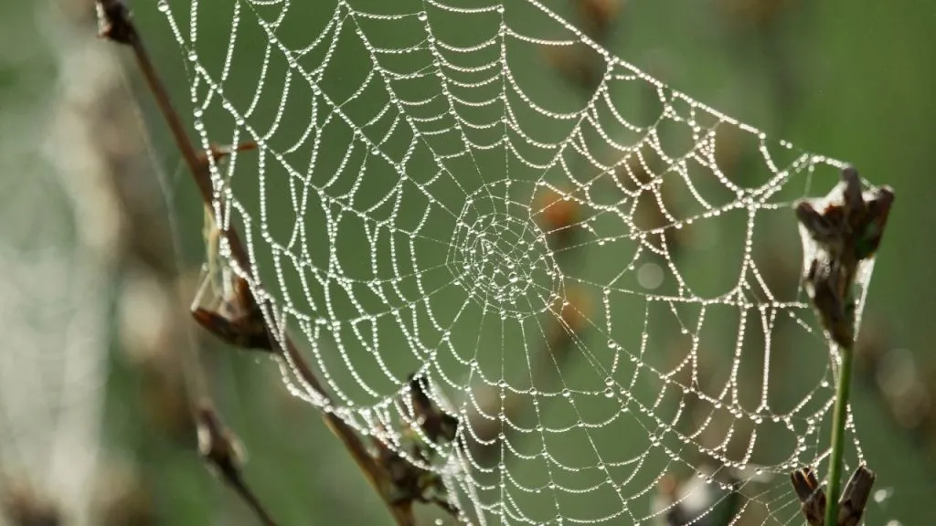 How To Remove Spider Webs From Plants