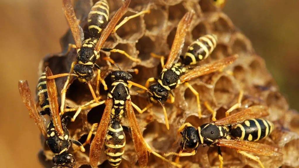 How To Get Rid Of Wasp Without Killing