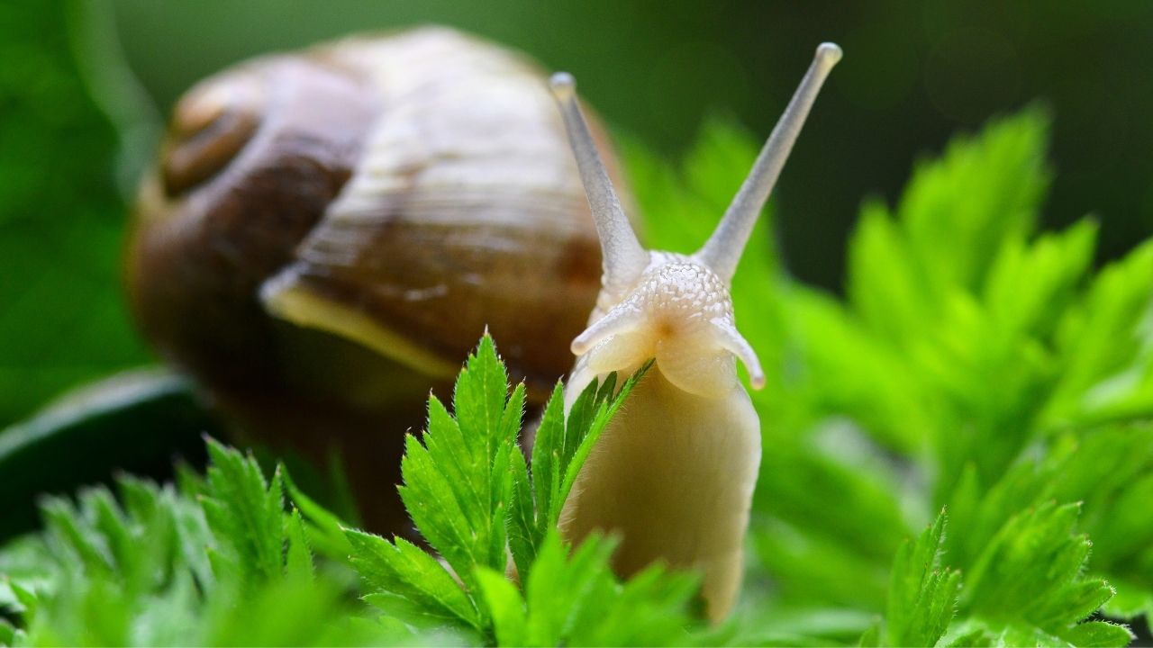 How To Get Rid Of Snails In Vegetable Garden [15] Fixes