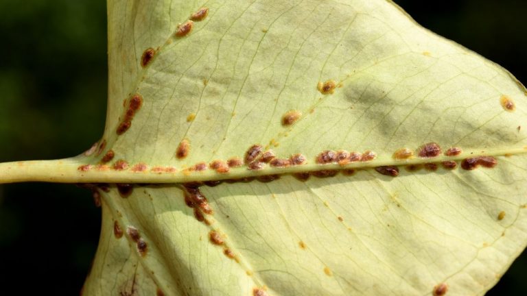 How To Treat Scale On Plants