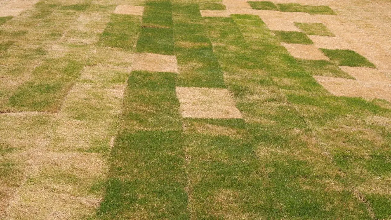 How To Save Dying Sod
